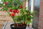 Aji Umba