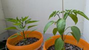 PXL_20250603_185619855.jpg
