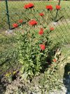 IMG_20250612_164028.jpg