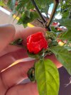 IMG_1366.jpeg