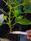 23.06.2025-scotch_bonnet_red.jpg