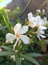 Oleander Juni 27-2025.jpg
