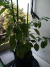 IMG_20250630_122853_775.jpg