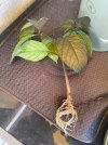 IMG_0225.jpeg