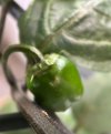 IMG_0998.jpeg