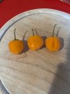 IMG_4170.jpeg