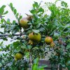 2025-07-16 Granatapfel.jpg