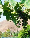 2025-07-16 Wein blau.jpg