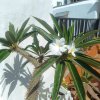 2025-06-21 Madagascarpalme.jpg