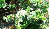 2025-06-17 Natal-Pflaume Blüten.jpg