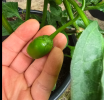 rocoto.png