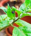 2025-07-28 Rocoto fängt an zu blühen.jpg