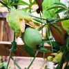 2025-07-28 Frucht der Passionsblume.jpg