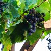 2025-07-28 Wein blau.jpg
