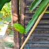 2025-07-28 Pitahaya.jpg