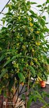 IMG20250726185555~2.jpg