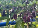 IMG_0027.jpeg