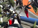 IMG_0029.jpeg