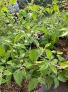 IMG_1868.jpeg
