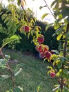 IMG_1871.jpeg