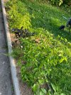 IMG_1875.jpeg