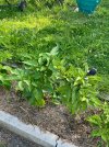 IMG_1876.jpeg