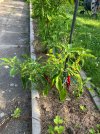 IMG_1878.jpeg