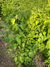 IMG_1879.jpeg