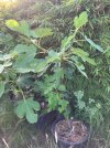 IMG_1872.jpeg