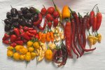 IMG_0045.jpeg