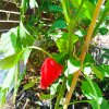 2025-08-02 Snack-Paprika.jpg