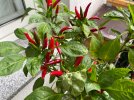 IMG_2950.jpeg