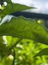 IMG_7724.jpeg