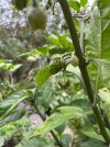 IMG_0823.jpeg