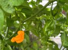 IMG_0054.jpeg