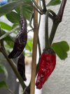 IMG_0060.jpeg