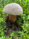 IMG_0051.jpeg