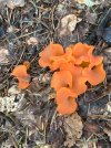 IMG_0050.jpeg