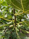IMG_2938.JPEG
