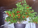 IMG_2590.jpeg