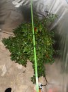 IMG_2596.jpeg