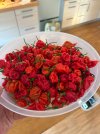 IMG_2681.jpeg