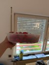 IMG_2682.jpeg
