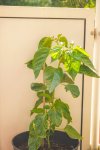 DSC00637.jpg