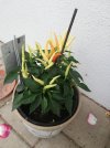 IMG_20250830_121259.jpg