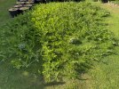 IMG_6478.jpeg