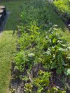 IMG_6480.jpeg