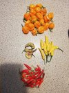 IMG_20250906_180958.jpg
