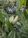 04 - Indianerbanane.jpg 04 - Indianerbanane.jpg