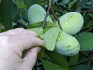 05 - Indianerbanane.jpg 05 - Indianerbanane.jpg